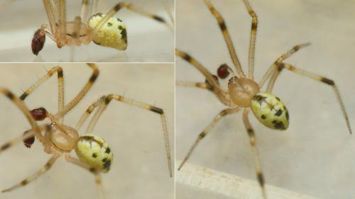 Heterotheridion nigrovariegatum